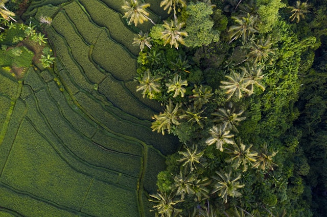 Bali